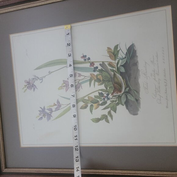 Field Bunting Print of Vintage Lithograph by JJ Audubon Matted & Framed - Picture 13 of 16